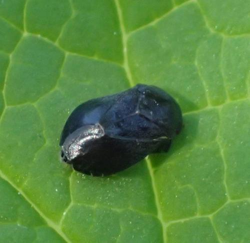 Penthimia nigra