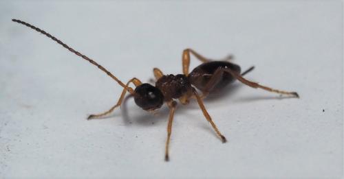 Réf. 163 585 : Chasmodon apterus