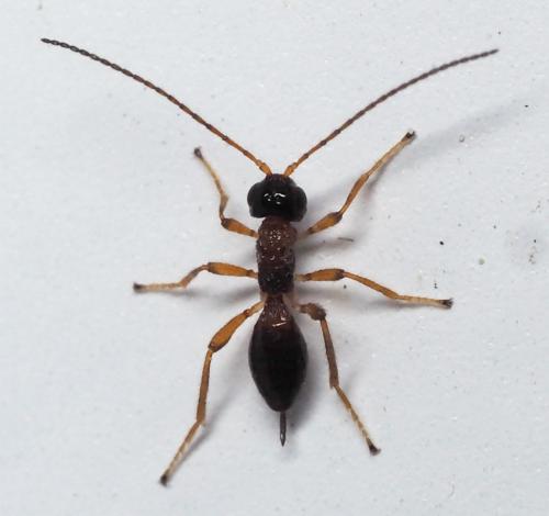 Réf. 163 584 : Chasmodon apterus
