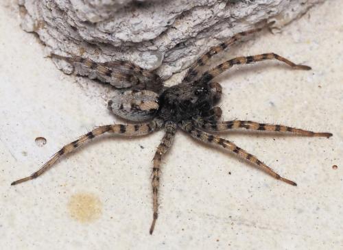 Arctosa perita