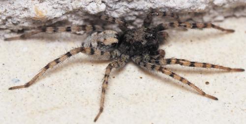 Réf. 163 244 : Arctosa perita