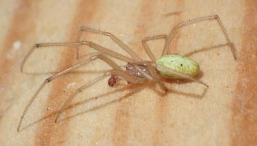 Réf. 163 525 : Enoplognatha (latimana-ovata)