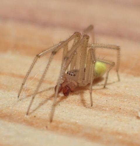Réf. 163 545 : Enoplognatha (latimana-ovata)