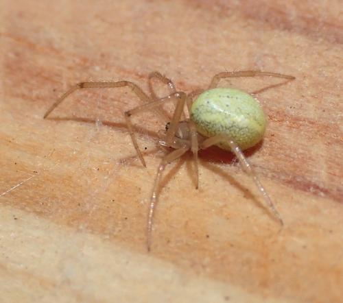 Réf. 163 526 : Enoplognatha (latimana-ovata)