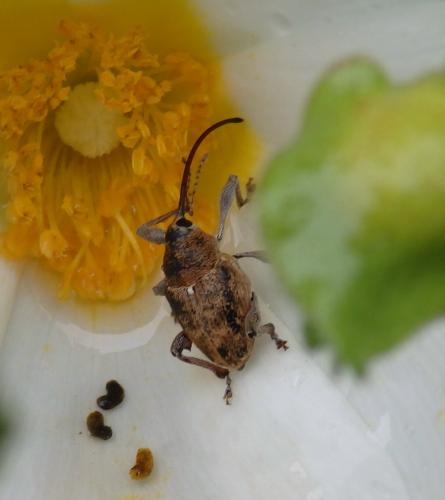 Réf. 163 270 : Curculio sp.