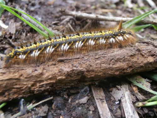 Réf. 163 021 : Euthrix potatoria