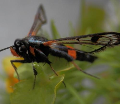 Synanthedon culiciformis