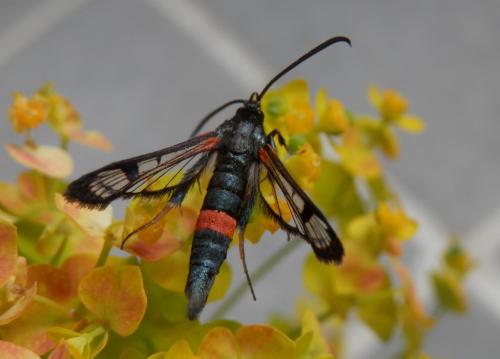 Synanthedon culiciformis