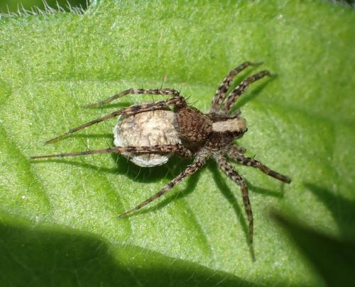 Pardosa sp.