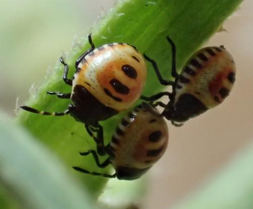 Eurydema sp.