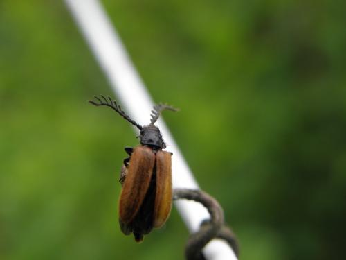 Drilus flavescens