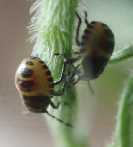 Eurydema sp.
