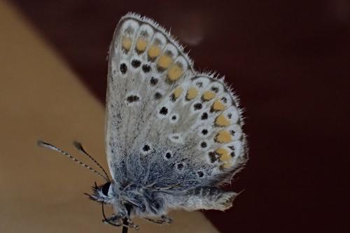 Réf. 163 717 : Aricia sp.