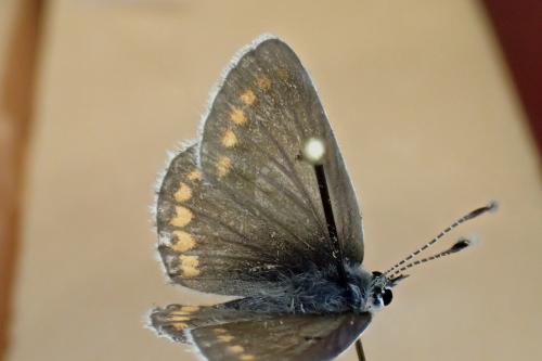 Réf. 163 718 : Aricia sp.