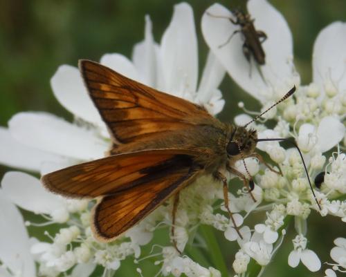 Ochlodes sylvanus