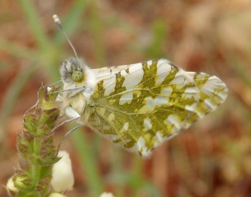 Réf. 163 410 : Euchloe crameri