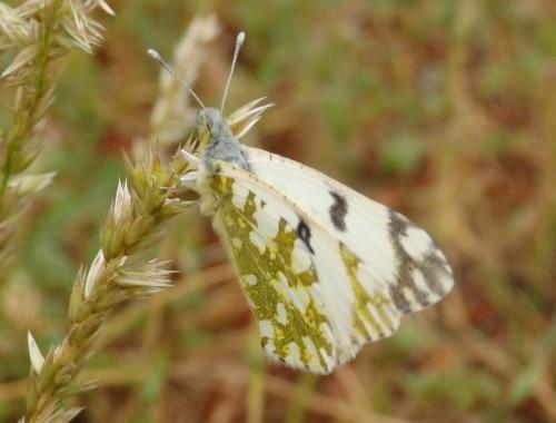 Réf. 163 414 : Euchloe crameri