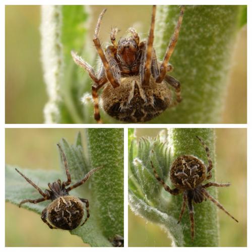 Agalenatea redii