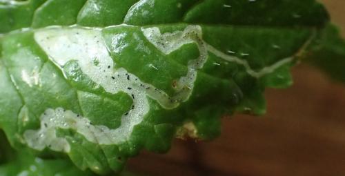 Réf. 163 750 : Chromatomyia horticola