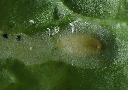 Réf. 163 751 : Chromatomyia horticola