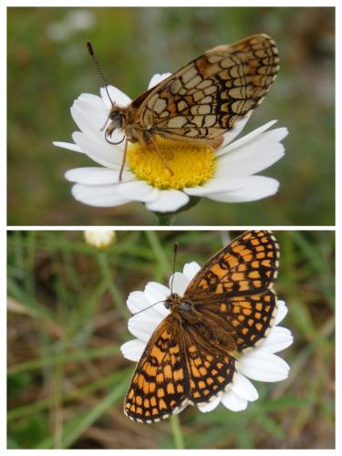 Melitaea athalia celadussa