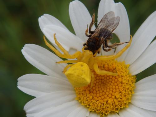Réf. 163 686 : Thomisus onustus