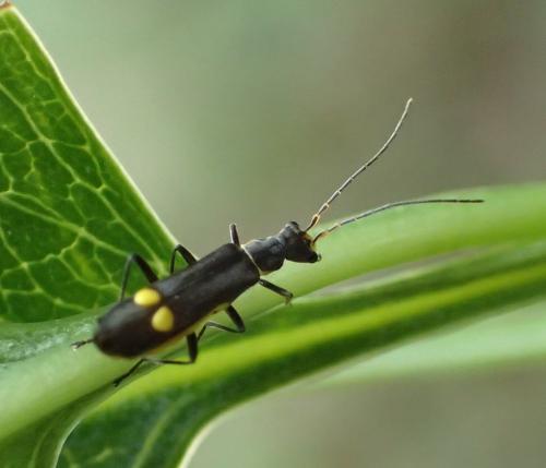 Malthinus scriptus