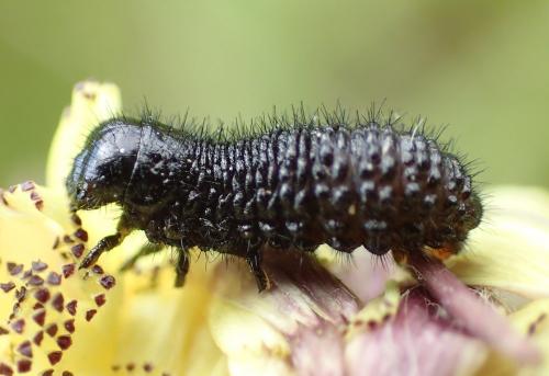Réf. 163 787 : Colaspidema barbarum