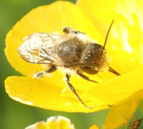 Osmia leaiana