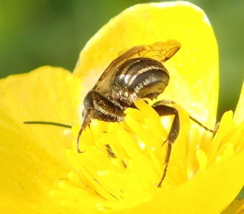 Osmia leaiana