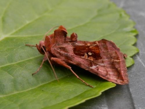 Autographa jota