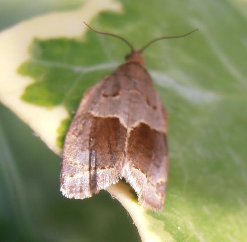 Réf. 163 880 : Clepsis dumicolana