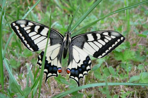Réf. 163 072 : Papilio machaon