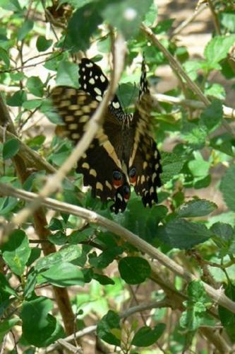 Réf. 163 722 : Papilio demodocus