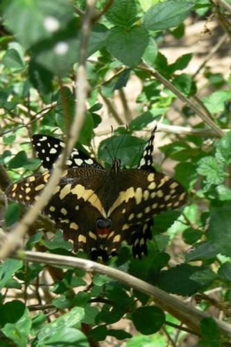 Réf. 163 723 : Papilio demodocus