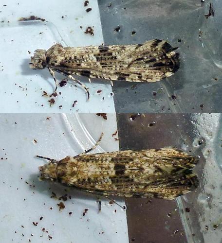 Morophaga choragella