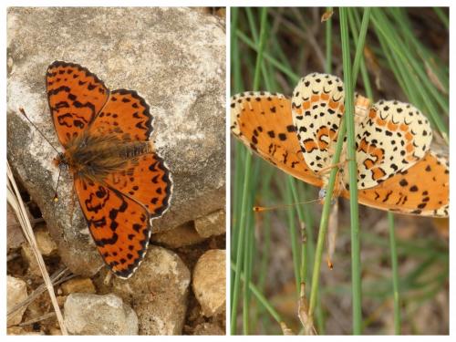 Melitaea didyma