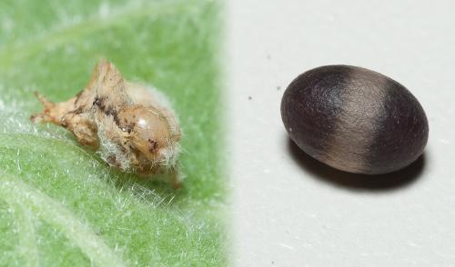 Réf. 163 427 : Ophioninae inconnu