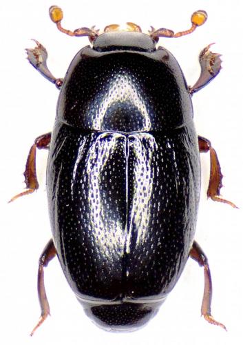 Réf. 163 773 : Paromalus flavicornis
