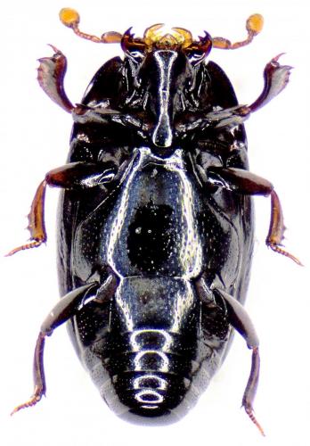 Réf. 163 774 : Paromalus flavicornis