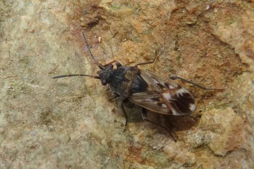 Réf. 163 036 : Peritrechus lundii