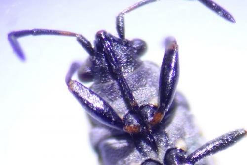 Réf. 163 037 : Peritrechus lundii