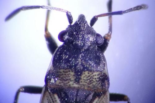 Réf. 163 038 : Peritrechus lundii