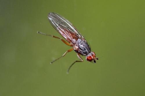 Réf. 163 799 : Tephrochlamys rufiventris