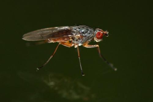 Tephrochlamys rufiventris