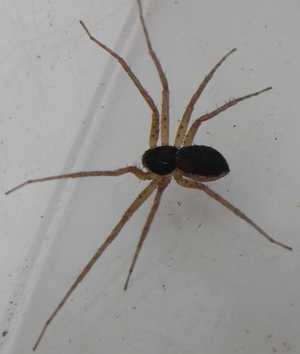 Philodromus dispar