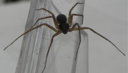 Philodromus dispar