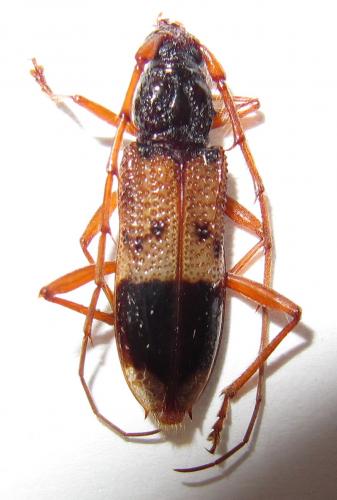 Réf. 163 351 : Phoracantha recurva
