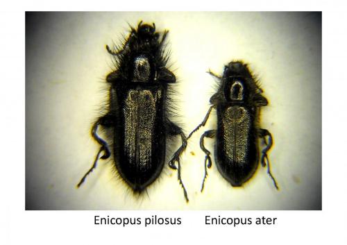 Réf. 163 364 : Enicopus divers