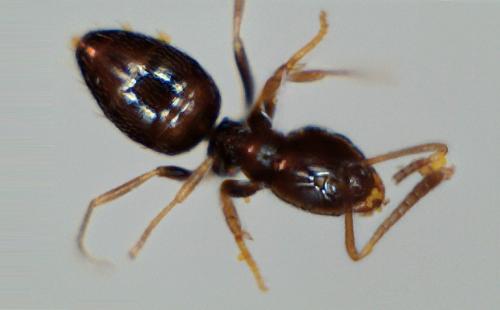 Réf. 163 509 : Plagiolepis pygmaea